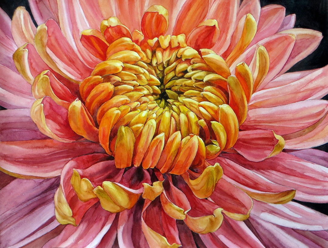 Pink Chrysanthemum - 55 x 42 cm