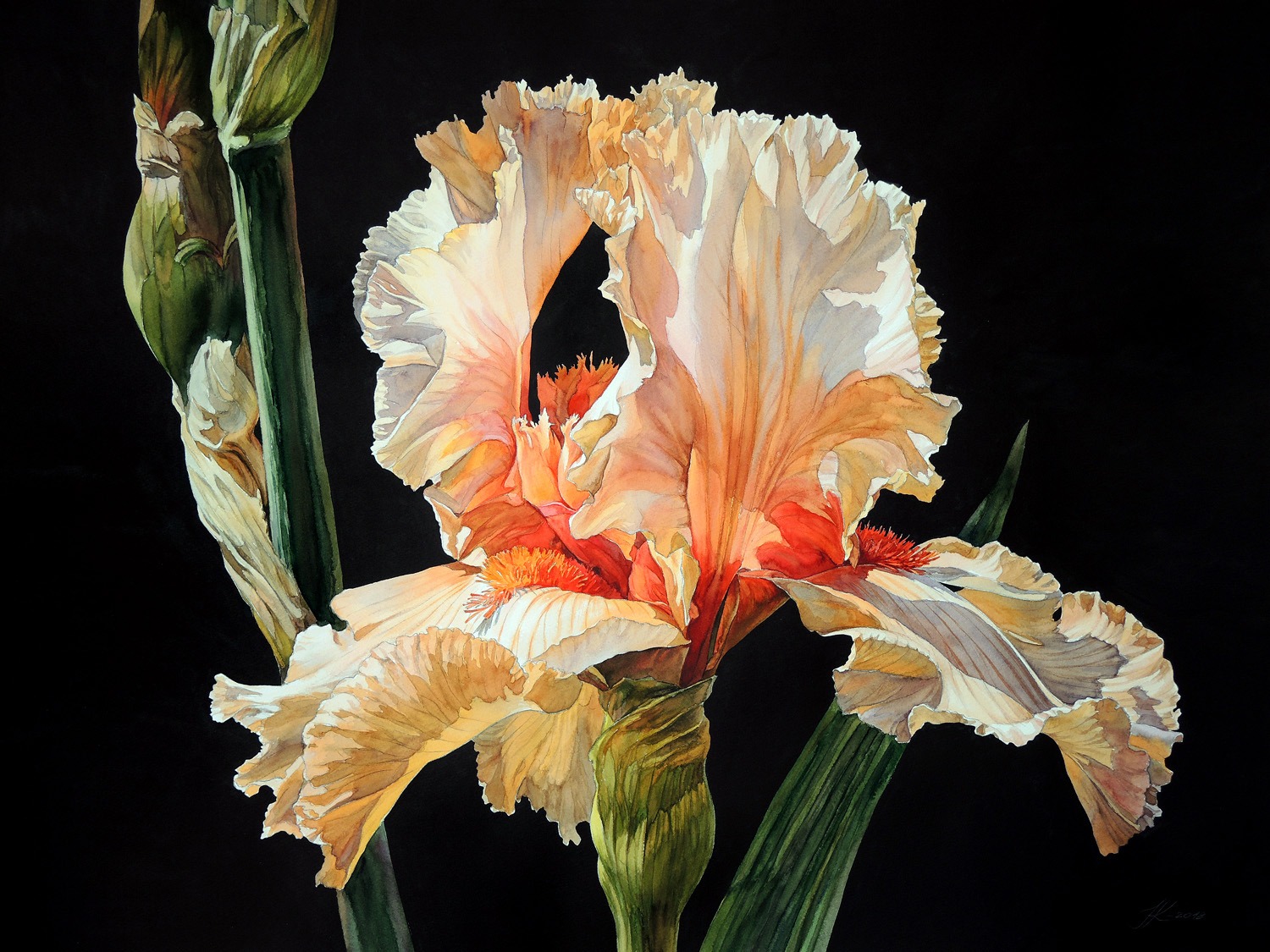Pink Iris - 72 x 55 cm
