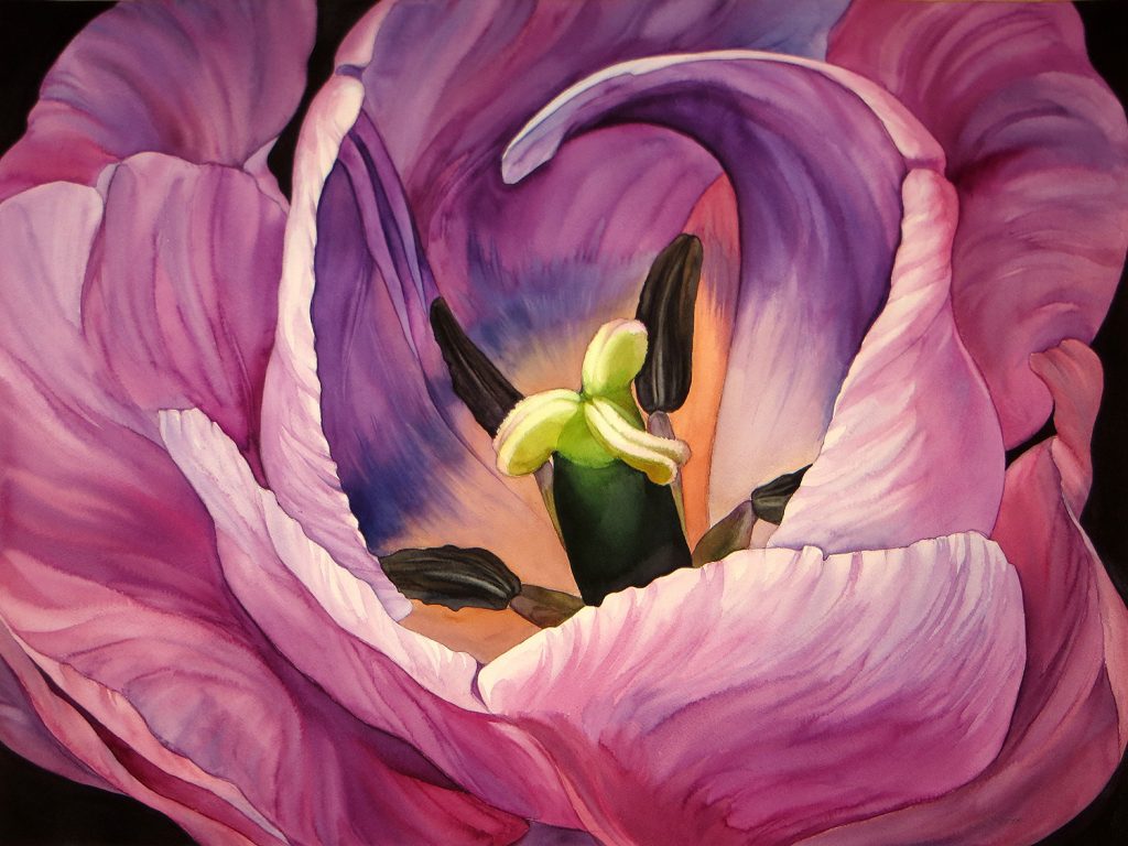 Pink Tulip - 72 x 55 cm