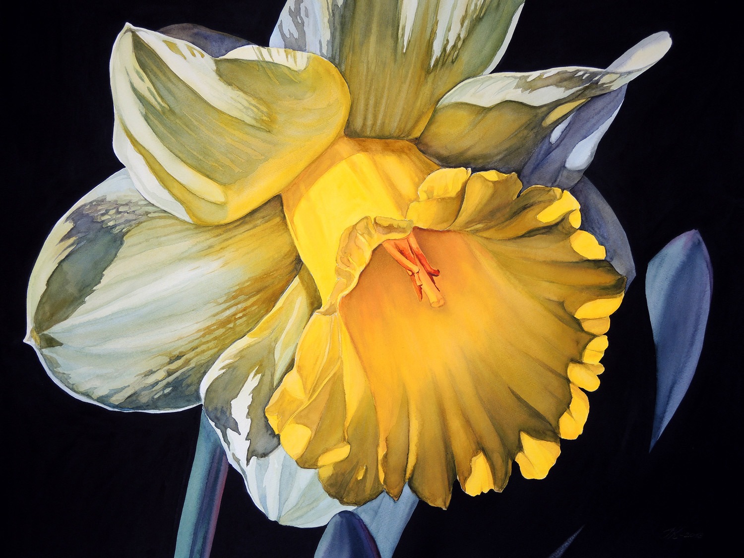 Sunny Daffodil - 72 x 55 cm