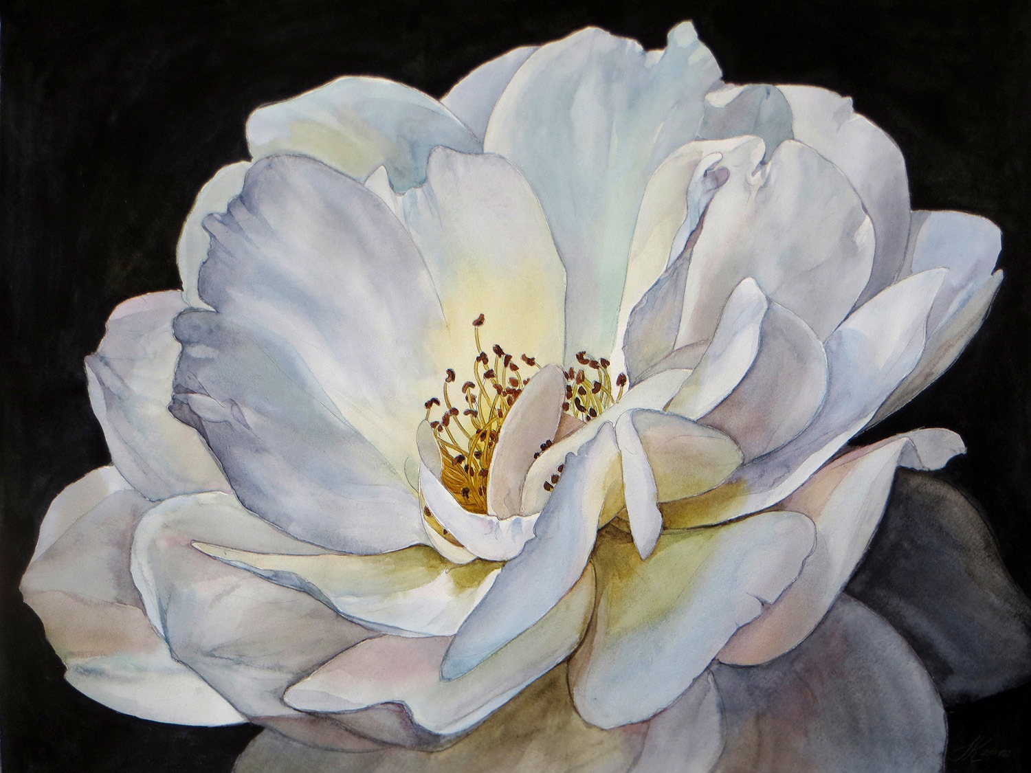 White Rose - 55 x 42 cm